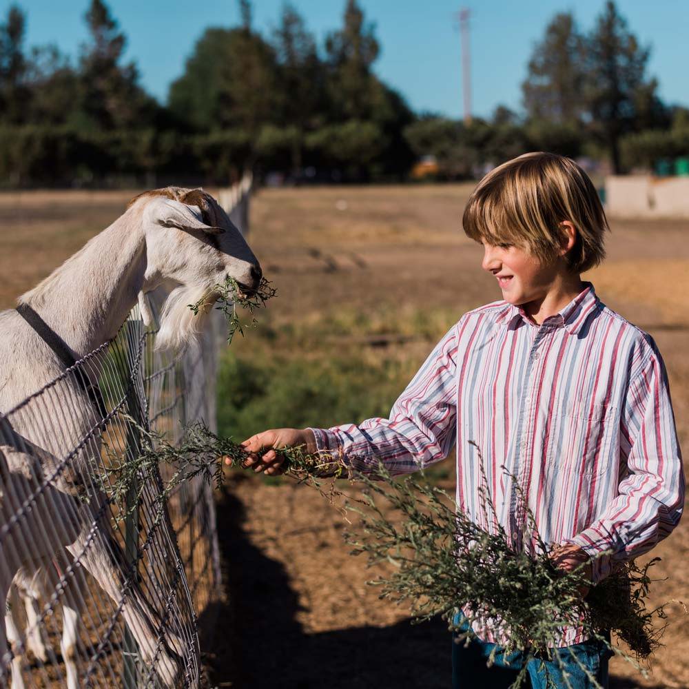 Young Boy Named Chance Feeding a White Goat in a Field